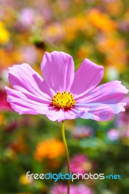 Colorful Cosmos Flower Blooming In The Field Stock Photo