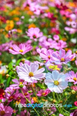 Colorful Cosmos Flower Blooming In The Field Stock Photo