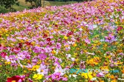 Colorful Cosmos Flower Blooming In The Field Stock Photo