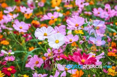 Colorful Cosmos Flower Blooming In The Field Stock Photo