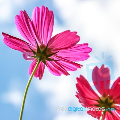 Colorful Cosmos Flower Blooming In The Field Stock Photo