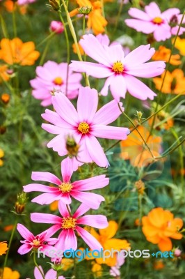 Colorful Cosmos Flower Blooming In The Field Stock Photo