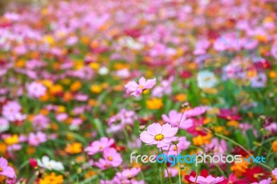 Colorful Cosmos Flower Blooming In The Field Stock Photo