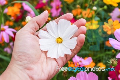 Colorful Cosmos Flower Blooming In The Field Stock Photo