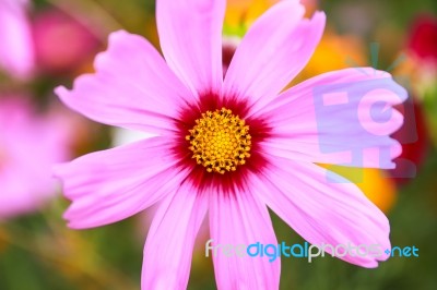 Colorful Cosmos Flower Blooming In The Field Stock Photo