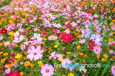 Colorful Cosmos Flower Blooming In The Field Stock Photo