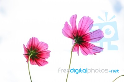 Colorful Cosmos Flower Blooming In The Field Stock Photo