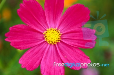 Colorful Cosmos Flower Blooming In The Field Stock Photo