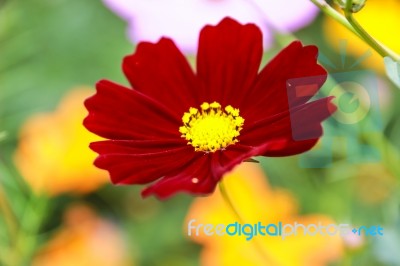 Colorful Cosmos Flower Blooming In The Field Stock Photo