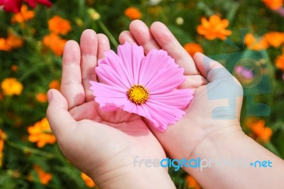 Colorful Cosmos Flower Blooming In The Field Stock Photo