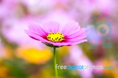 Colorful Cosmos Flower Blooming In The Field Stock Photo