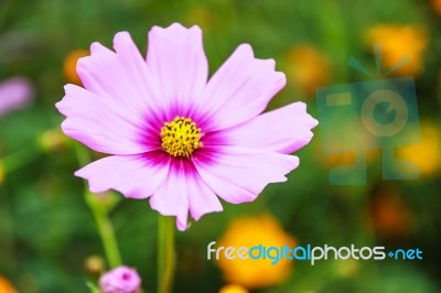 Colorful Cosmos Flower Blooming In The Field Stock Photo