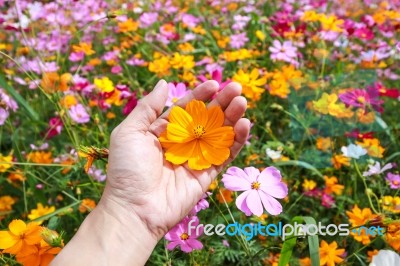 Colorful Cosmos Flower Blooming In The Field Stock Photo