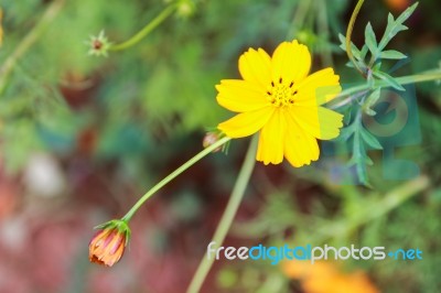 Colorful Cosmos Flower Blooming In The Field Stock Photo