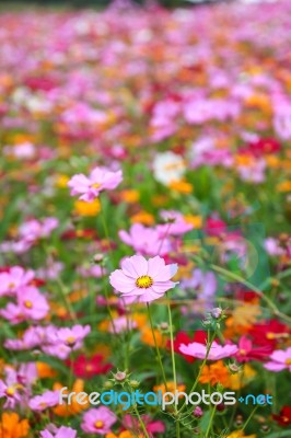 Colorful Cosmos Flower Blooming In The Field Stock Photo