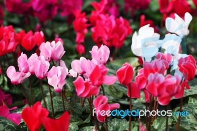 Colorful Cyclamen Flower Stock Photo