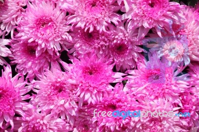 Colorful Dahlia Flower Background Stock Photo