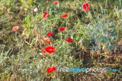 Colorful Flower In Spring Time For Background Stock Photo