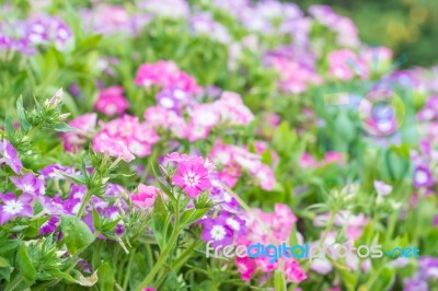 Colorful Flower In Spring Time For Background Stock Photo