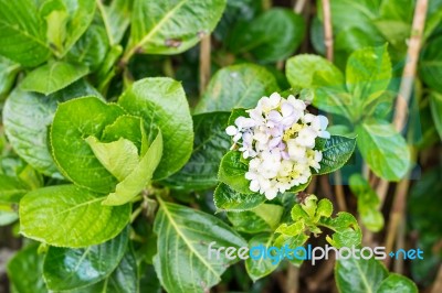 Colorful Flower In Spring Time For Background Stock Photo