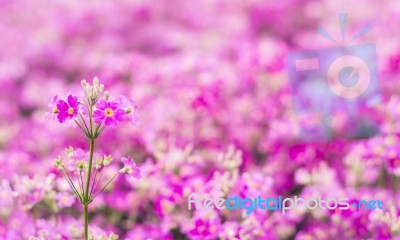 Colorful Flower In Spring Time For Background Stock Photo