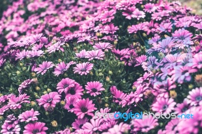 Colorful Flower In Spring Time For Background Stock Photo