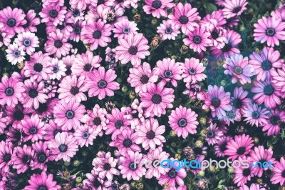 Colorful Flower In Spring Time For Background Stock Photo