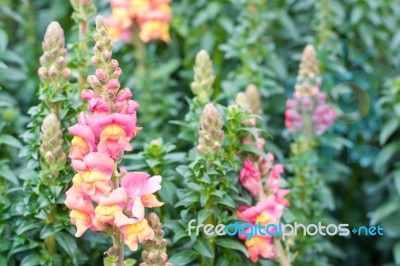 Colorful Flower In Spring Time For Background Stock Photo