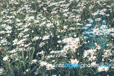 Colorful Flower In Spring Time For Background Stock Photo