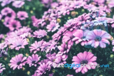 Colorful Flower In Spring Time For Background Stock Photo