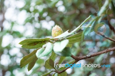 Colorful Flower Rhododendron Arboreum In Spring Time For Backgro… Stock Photo