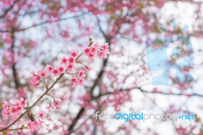 Colorful Flower Wild Himalayan Cherry   In Spring Time For Backg… Stock Photo