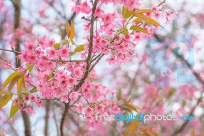 Colorful Flower Wild Himalayan Cherry   In Spring Time For Backg… Stock Photo