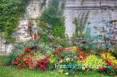 Colorful  Flowers And Leaves In Provence France Stock Photo