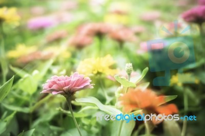 Colorful Flowers For Background Stock Photo