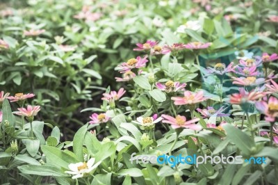 Colorful Flowers For Background Stock Photo