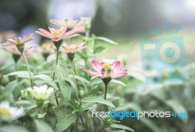 Colorful Flowers For Background Stock Photo