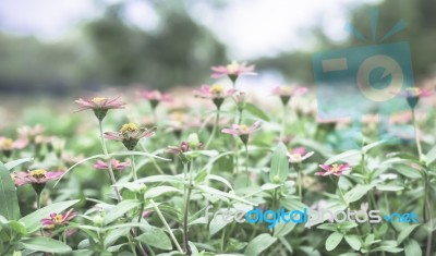 Colorful Flowers For Background Stock Photo