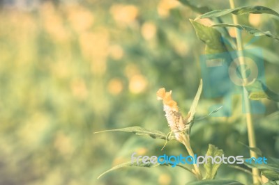 Colorful Flowers For Background Stock Photo