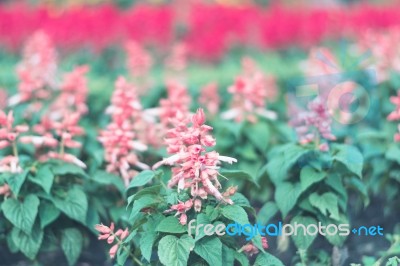 Colorful Flowers For Background Stock Photo