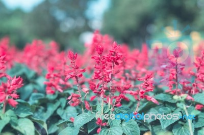 Colorful Flowers For Background Stock Photo