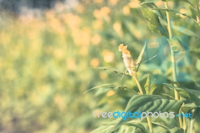 Colorful Flowers For Background Stock Photo