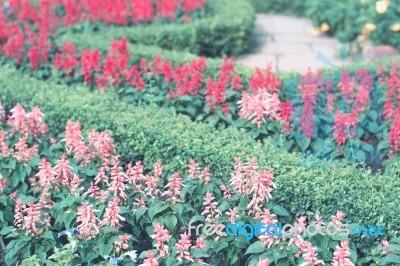 Colorful Flowers For Background Stock Photo