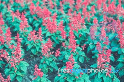 Colorful Flowers For Background Stock Photo