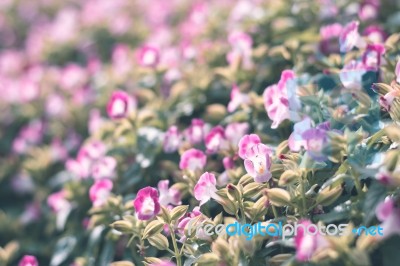 Colorful Flowers For Background Stock Photo