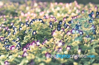 Colorful Flowers For Background Stock Photo