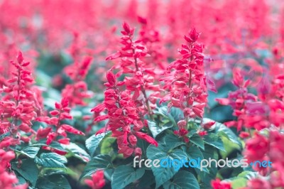 Colorful Flowers For Background Stock Photo