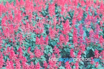 Colorful Flowers For Background Stock Photo