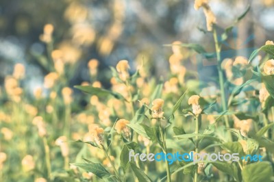 Colorful Flowers For Background Stock Photo