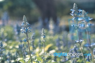 Colorful Flowers For Background Stock Photo